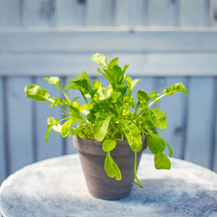 Maitsetaim rukola Ø 8 cm