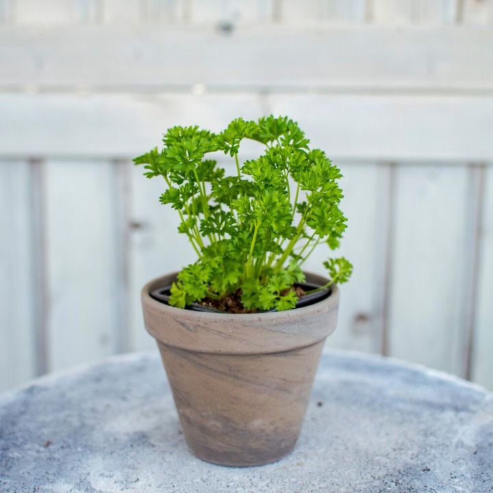 Maitsetaim kähar petersell Ø 8 cm