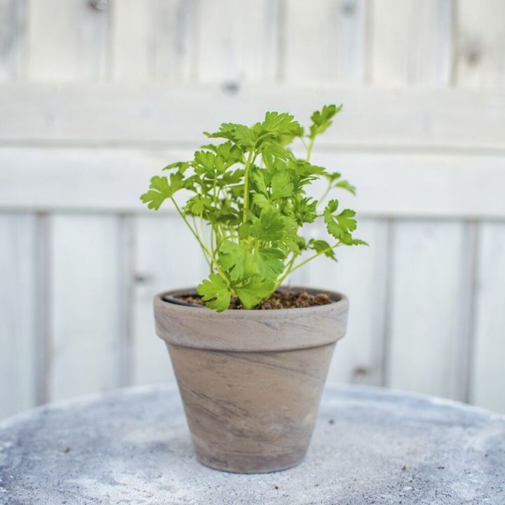 Maitsetaim petersell Ø 8 cm