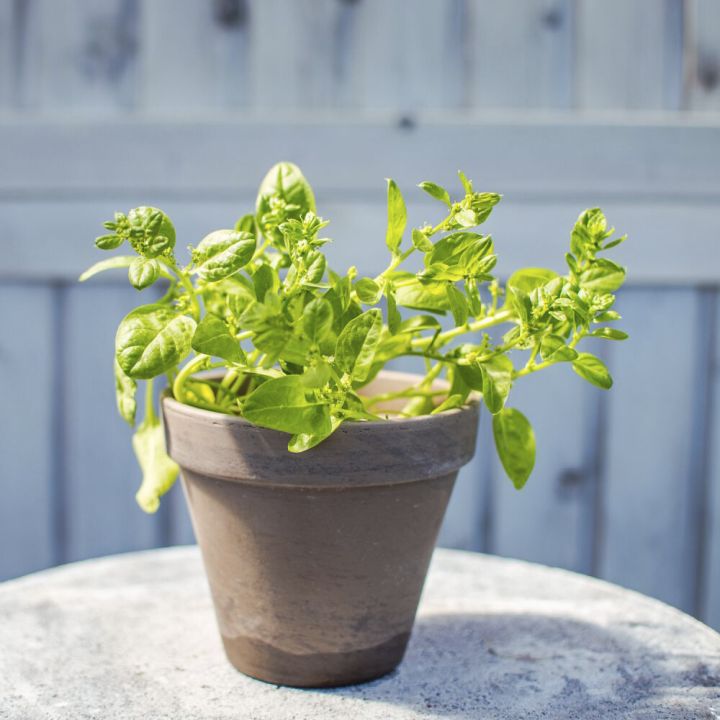 Maitsetaim aedspinat Ø 8 cm