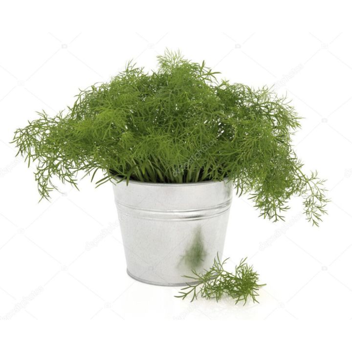 Maitsetaim till Ø 8 cm