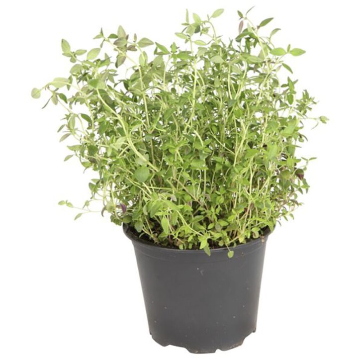 Maitsetaim tüümian Ø 8 cm