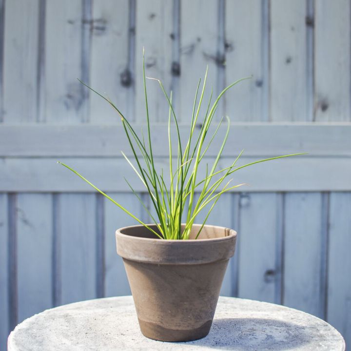 Maitsetaim tüümian Ø 8 cm