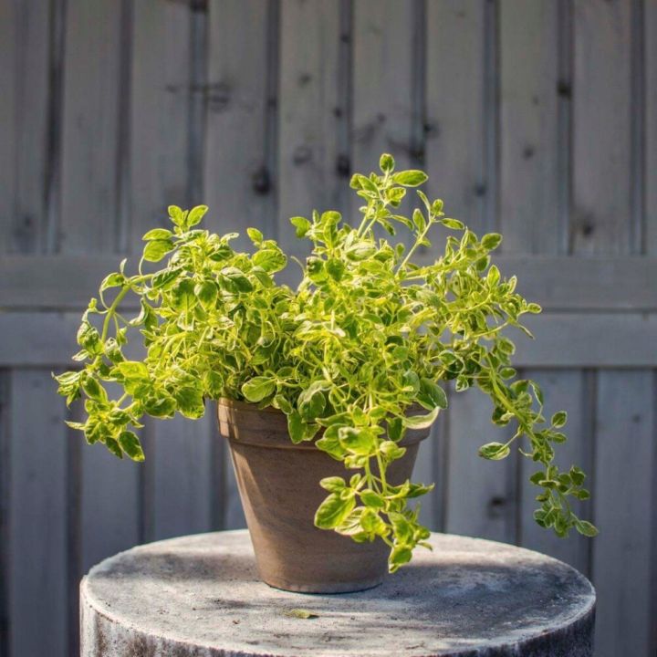 Maitsetaim pune Ø 8 cm