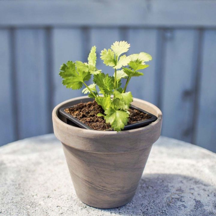 Maitsetaim koriander Ø 8 cm