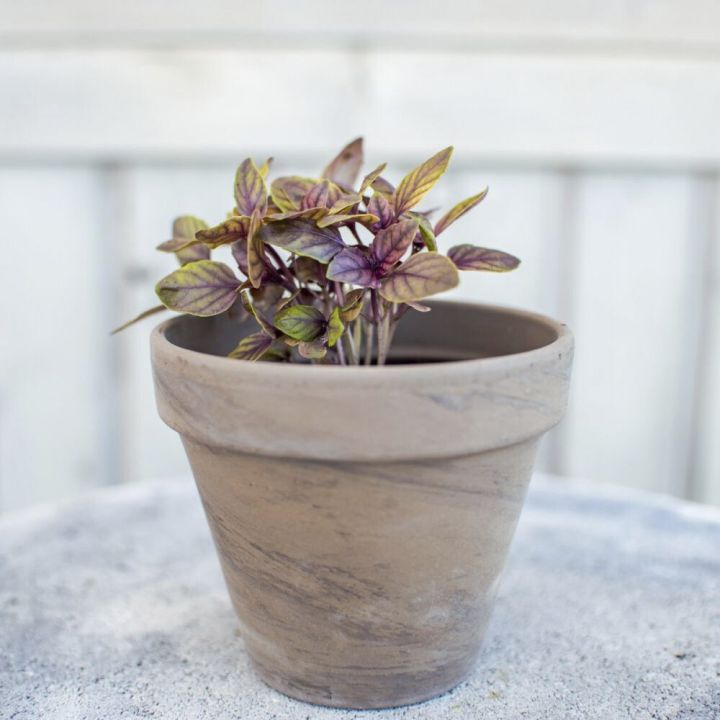 Maitsetaim punane bassilik Ø 8 cm