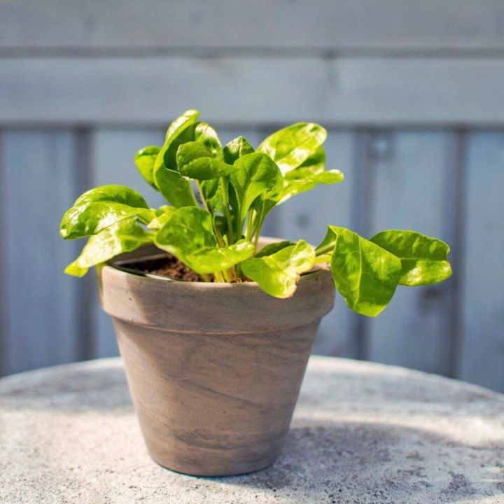 Maitsetaim lehtpeet Ø 8 cm