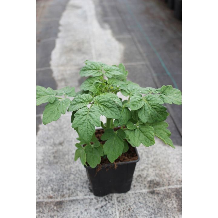 Tomat Marmande Ø 9 cm