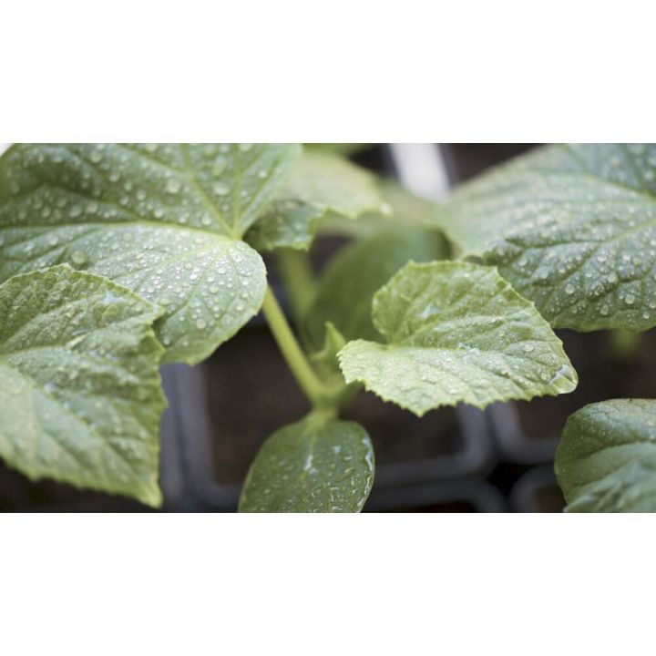 Kurk Dirigent Ø 9 cm