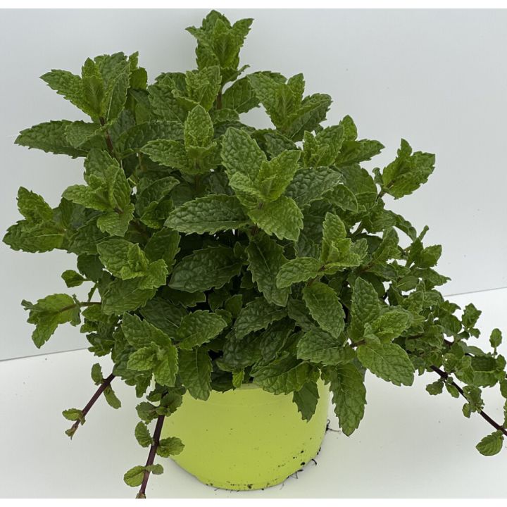 Piparmündi mix Ø 12 cm