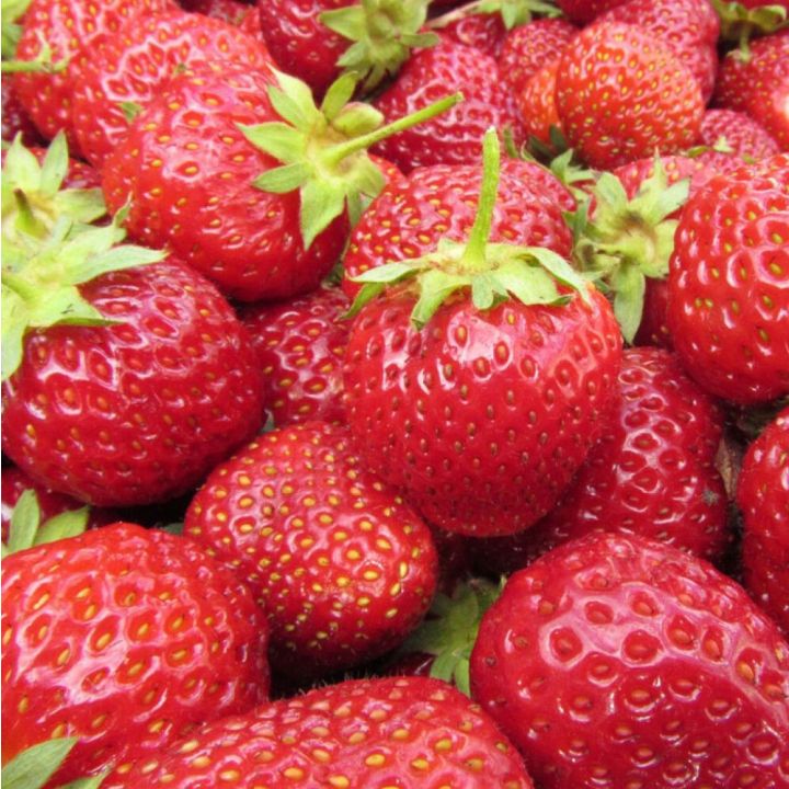 Maasikas Sonata 6-pakk