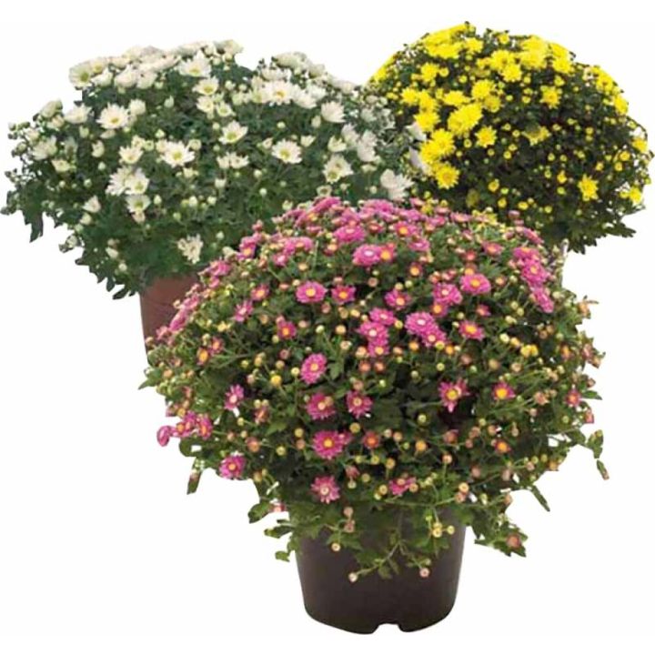 Pallkrüsanteem Mix Ø 15 cm