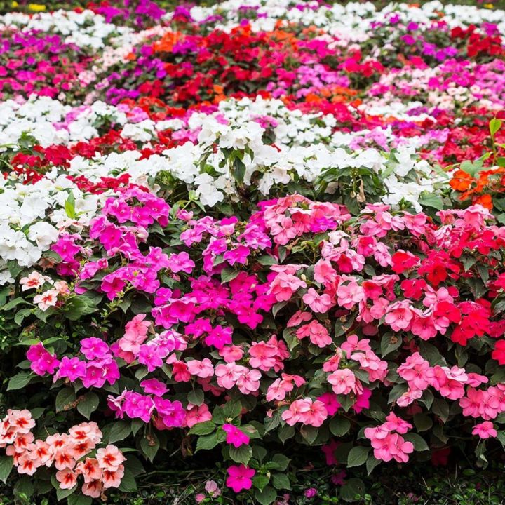 Sultan-lemmalts Ø 9 cm