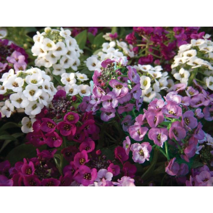 Ripp-kivikilbik Ø 12 cm