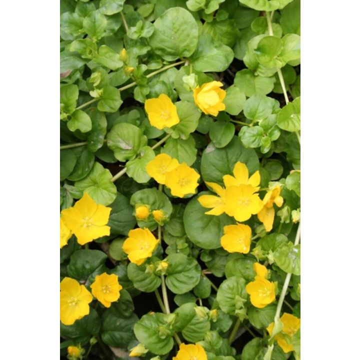 Roomav metsvits Ø 11 cm