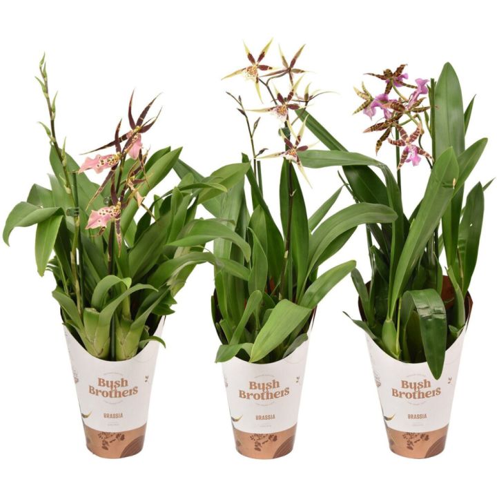 Ämblikkäpp Mix Ø 12 cm, 2 vart