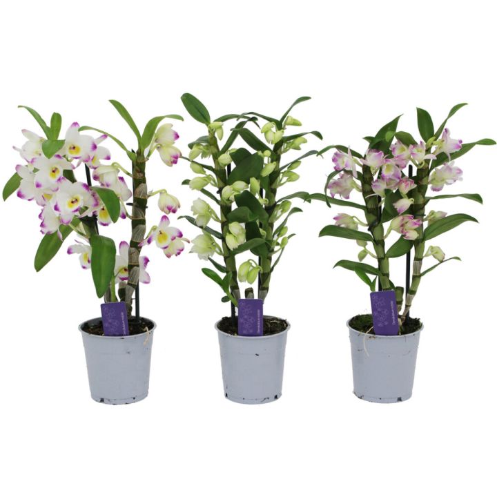 Dendroobium Nobile mix Ø 12 cm