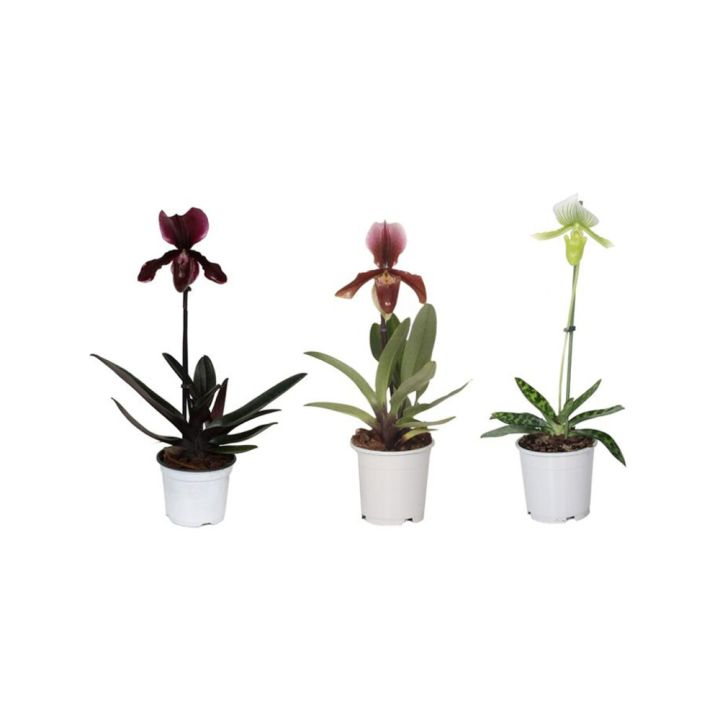 Veenusking mix Ø 12 cm