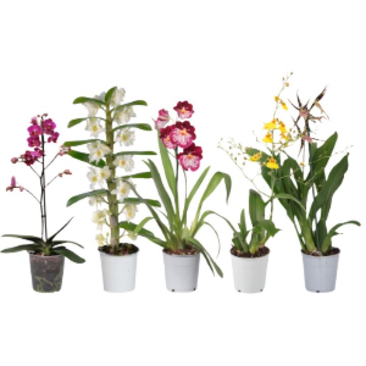 Orhidee valik Ø 12 cm