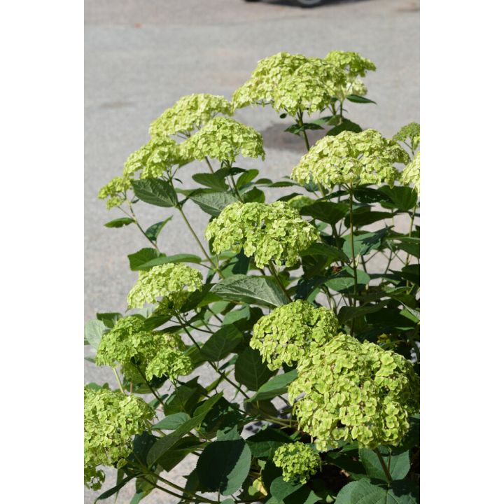 Hortensia Annabelle 3 l