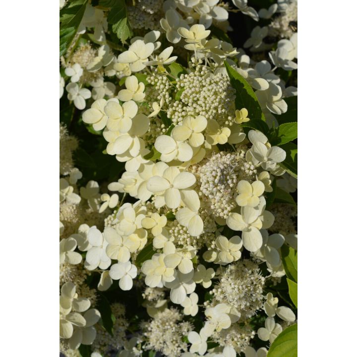 Aedhortensia Prime White