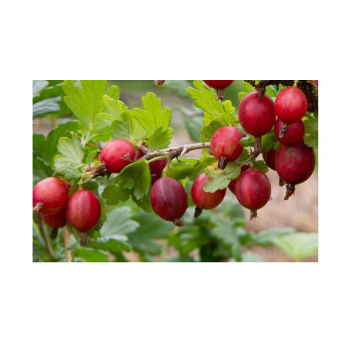 Aed-karusmari Xenia 3 l