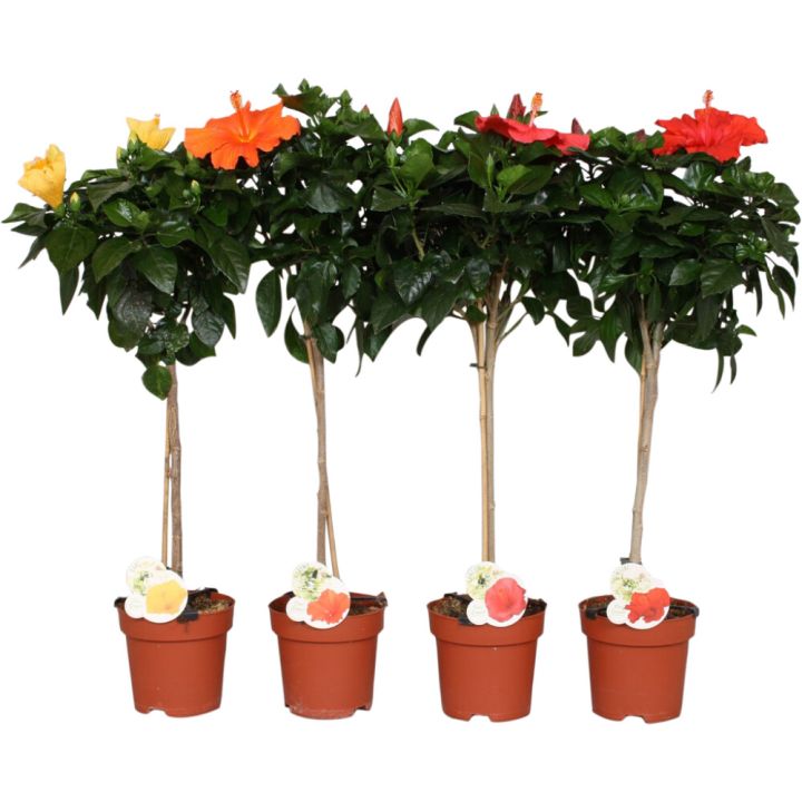 Hibiskus tüvel 17 cm