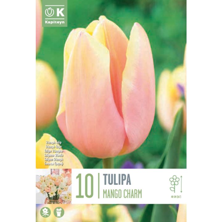 Tulp Kapiteyn Mango Charm 10 tk