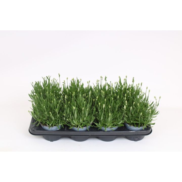 Tähtlavendel Aromance Ø12 cm
