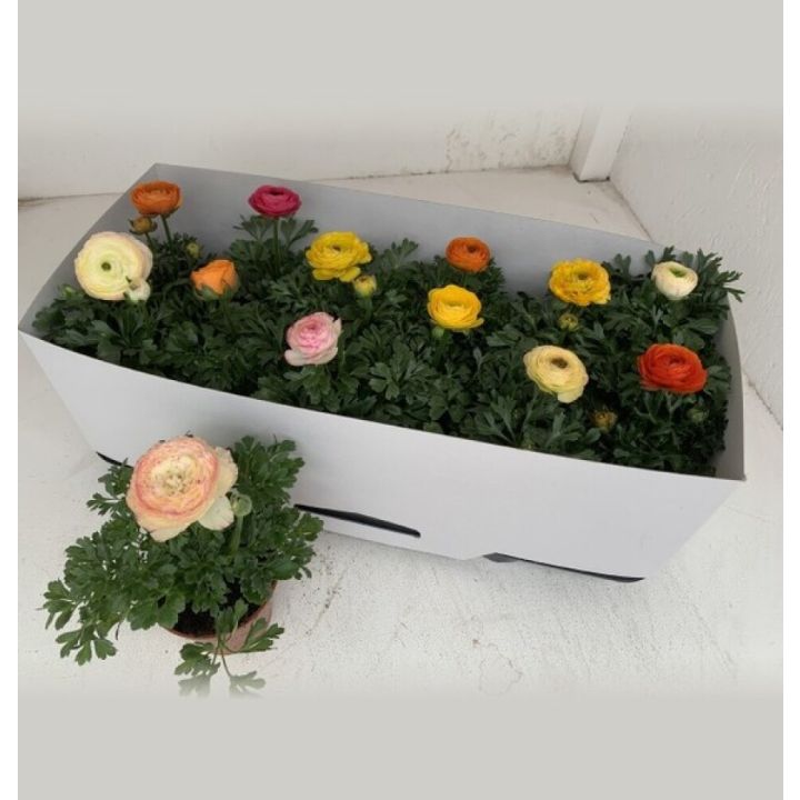 Aasia tulikas valik Ø 10,5 cm