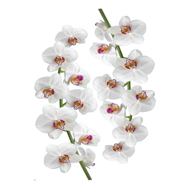 Posterkleebis Plage Orhide