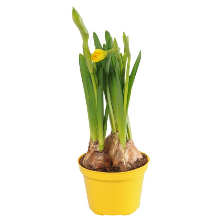 Nartsiss Tete a tete  Ø 9 cm