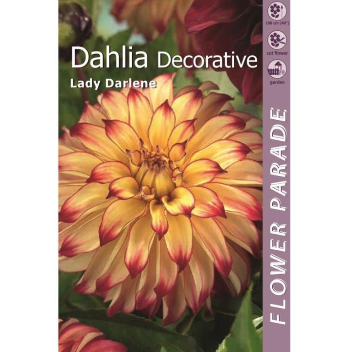 Daalia Lady Darlene 1 tk