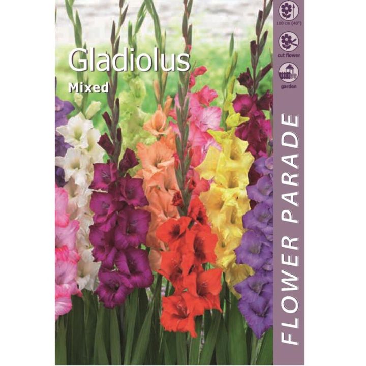 Gladioolide Mix 7 tk