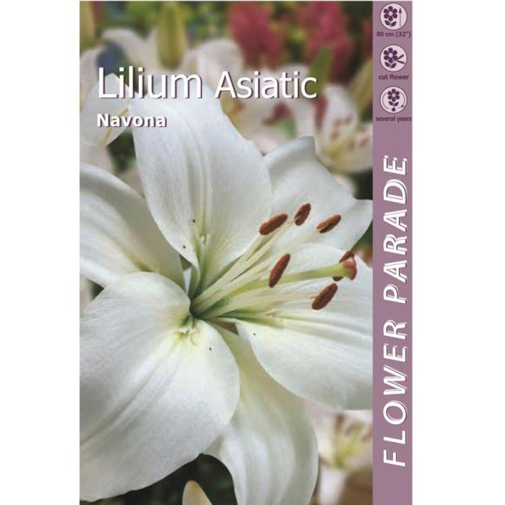 Liilia Kapiteyn Navona White 1 tk