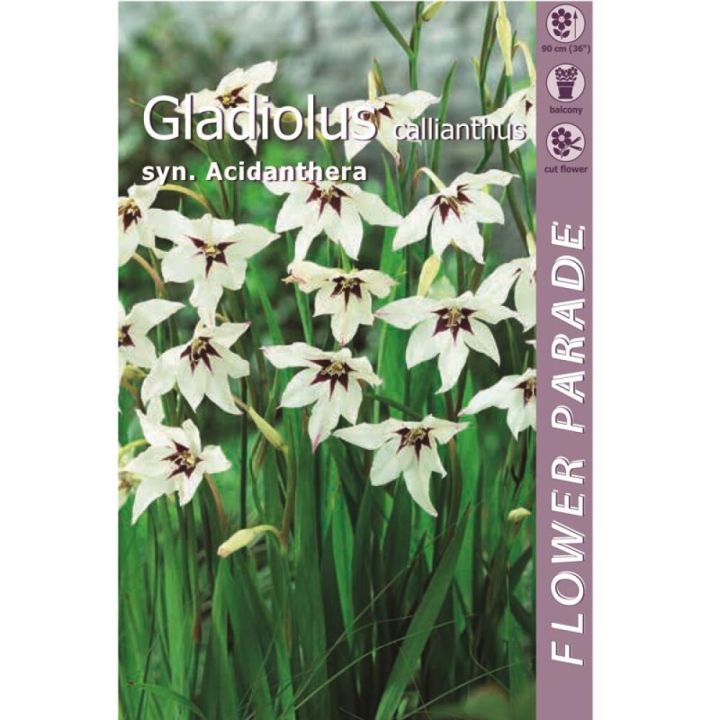 Lõhnav gladiool 7 tk