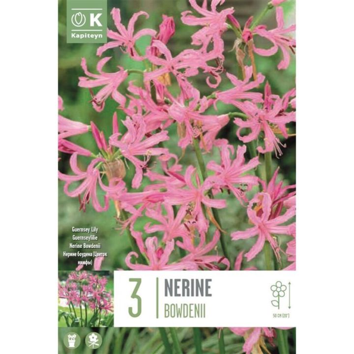 Suureõieline näkilill 3 tk