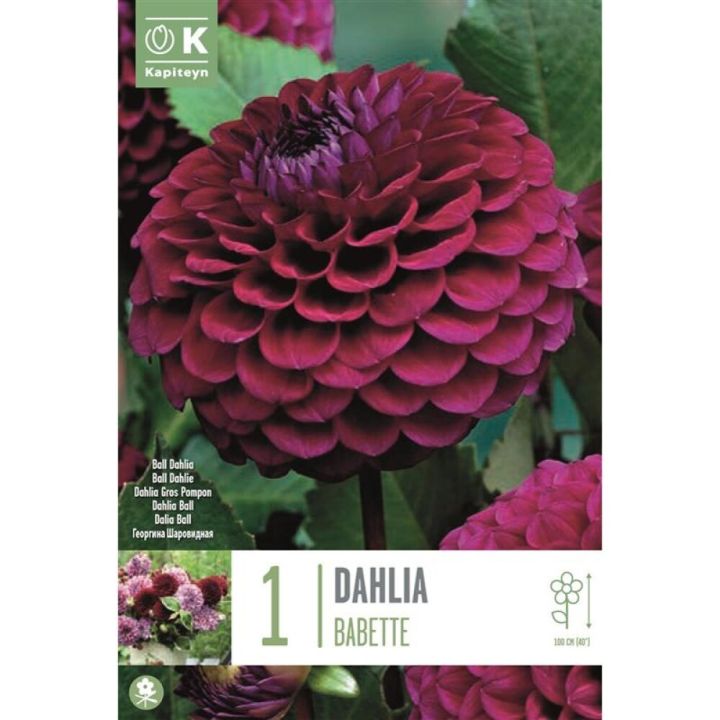 Daalia Bebette 1 tk
