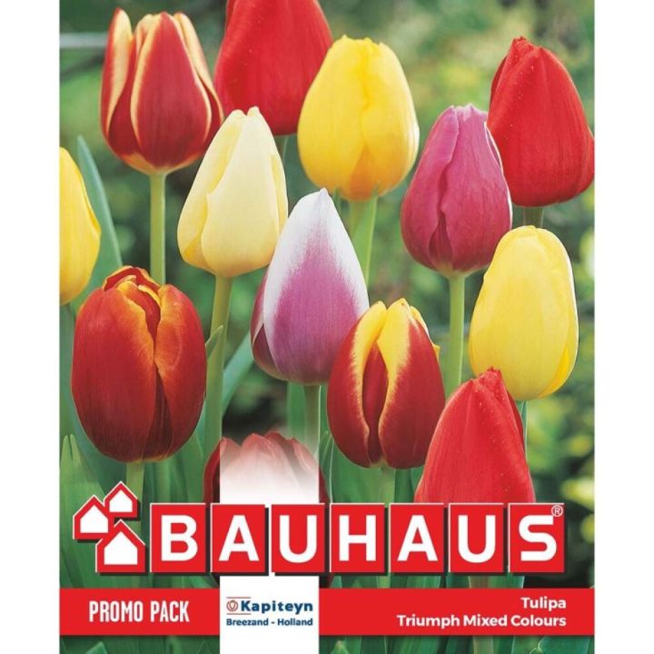 Tulp Kapiteyn Triumph Mix 20 tk
