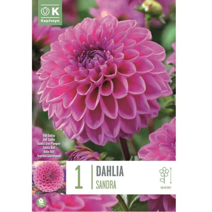 Daalia Kaoiteyn Ball Sandra 1 tk