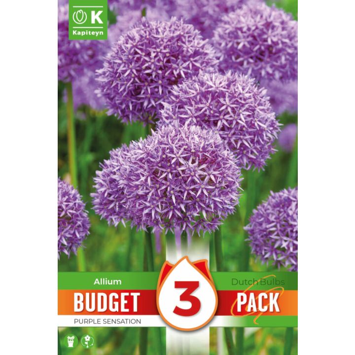 Lauk Kapiteyn Purple Sensation 3 tk