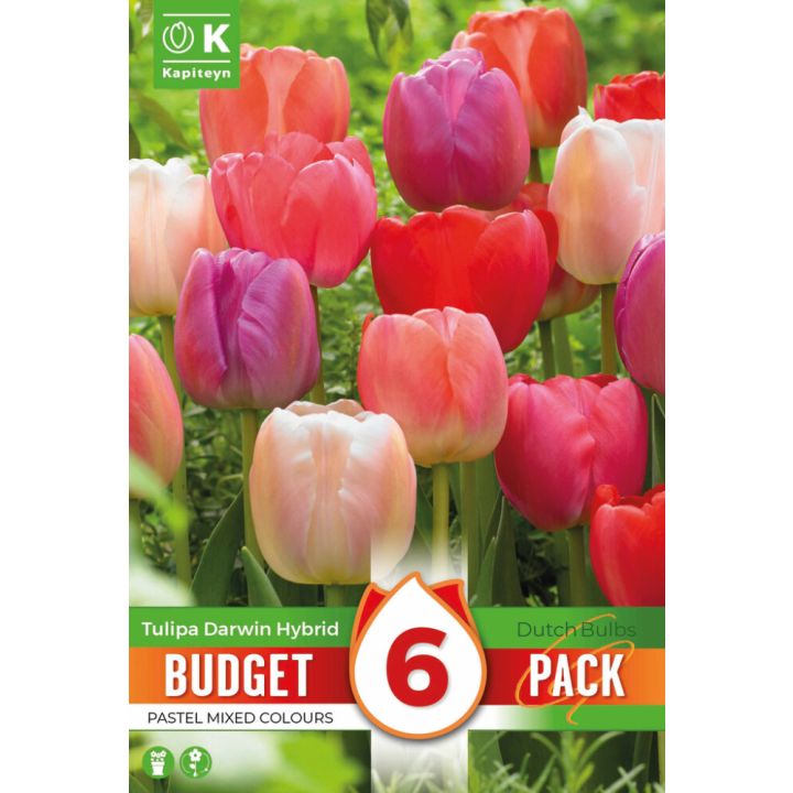 Tulbid Kapiteyn Darwin Hybrid Mix 6 tk