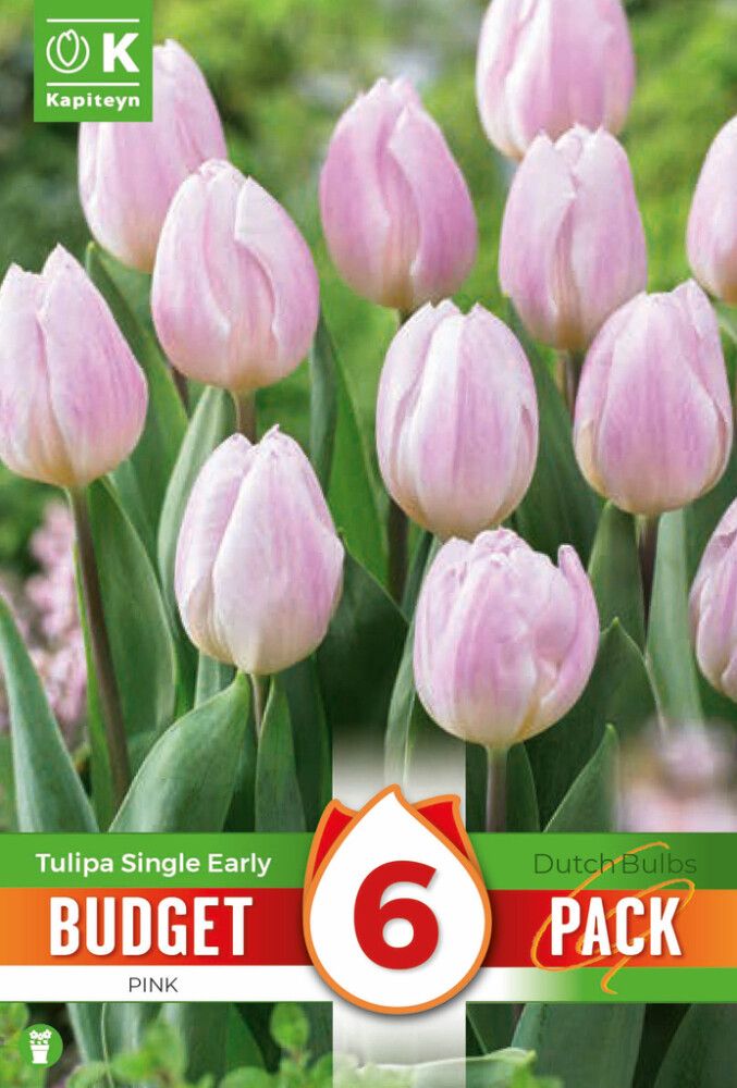 Tulp Kapiteyn Single Early Pink 6 tk