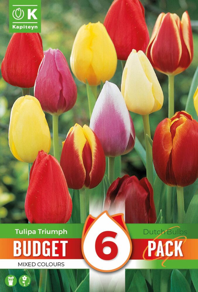 Tulbid Kapiteyn Triumph Mix 6 tk