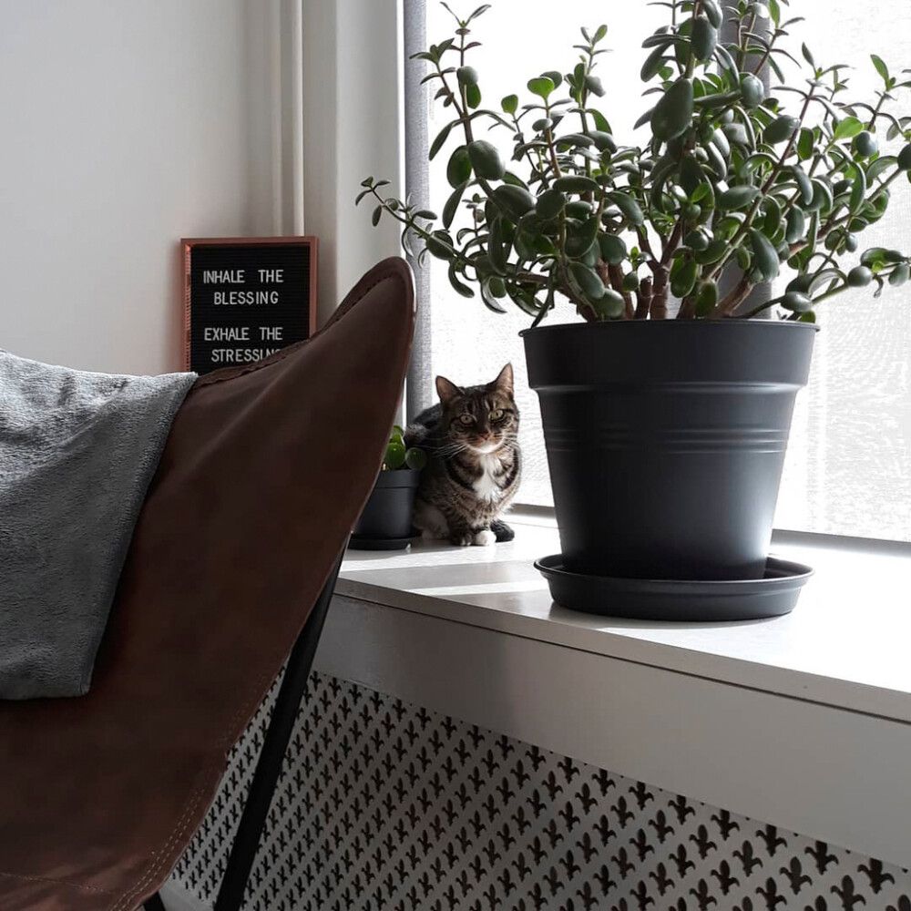 Lillepoti alus Green Basics Ø 10 cm, must