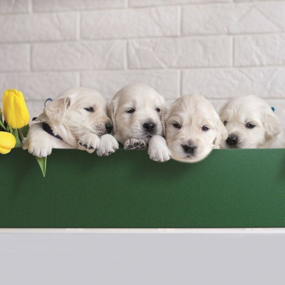 Kleepkile D-C-Fix briljantroheline plüüs/veluur 45 x 100 cm