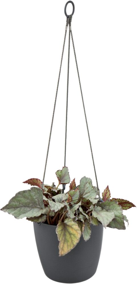 Rippampel Elho Brussels tumehall 18 cm