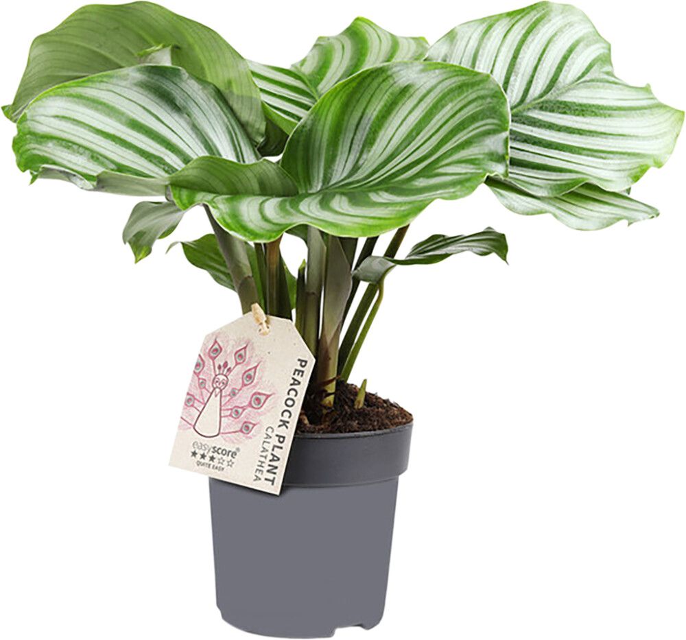 Tiigerlehik Orbifolia Ø 11 cm