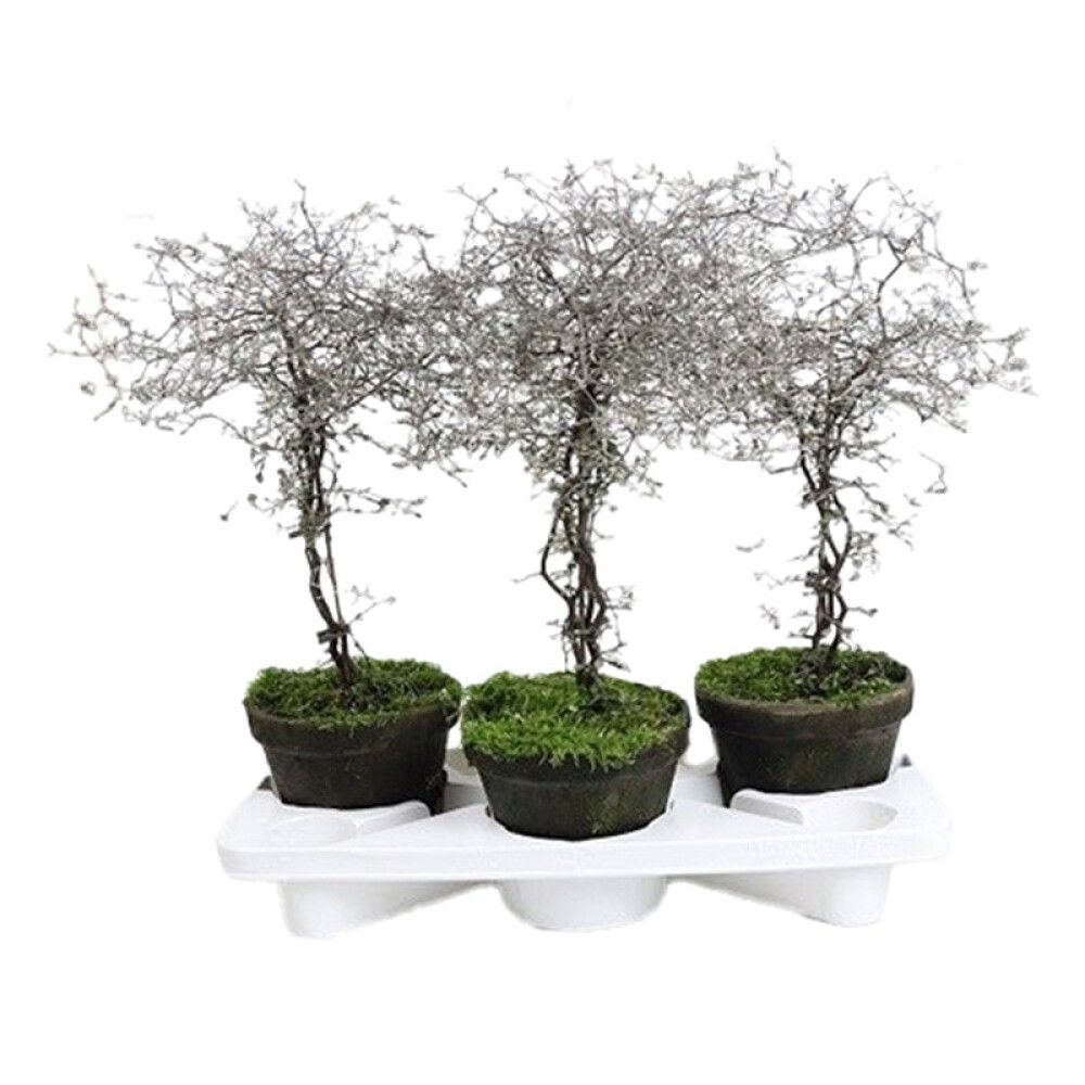 Siksakpõõsas Ø 18 cm