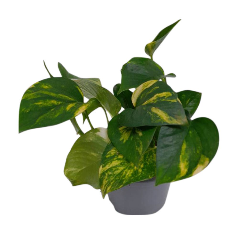 Filodendron Ø 12 cm